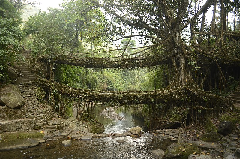 Living_root_bridges
